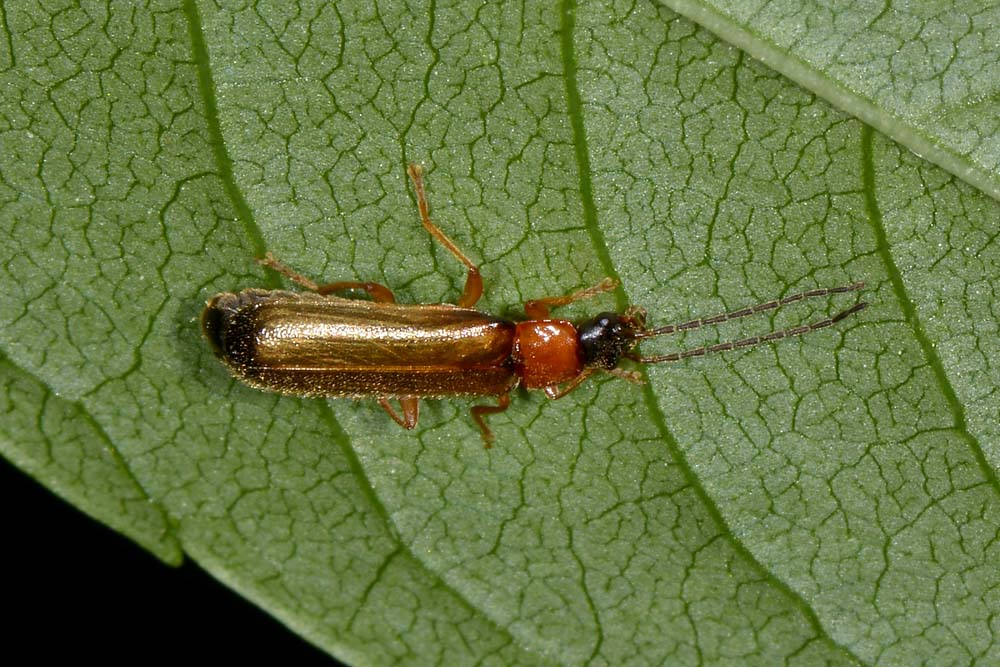 Rhagonycha lutea (Cantharidae)